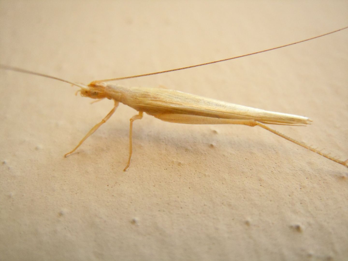 Oecanthus cfr. pellucens  (Oecanthidae)